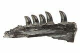 Permian Synapsis (Mycterosaurus) Jaw Section - Oklahoma #79467-1